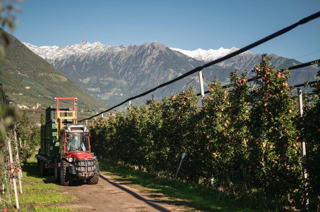 Traktor fährt durch Apfelplantage mit schneebedeckten Bergen im Hintergrund