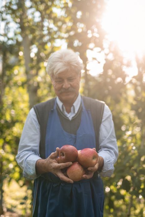 Älterer Mann in Arbeitskleidung hält mehrere rote Äpfel in den Händen, umgeben von Bäumen bei Sonnenlicht.