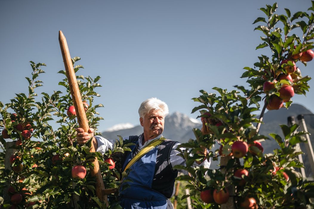 Alter Mann im Apfelgarten erntet Äpfel an sonnigem Tag mit Bergen im Hintergrund