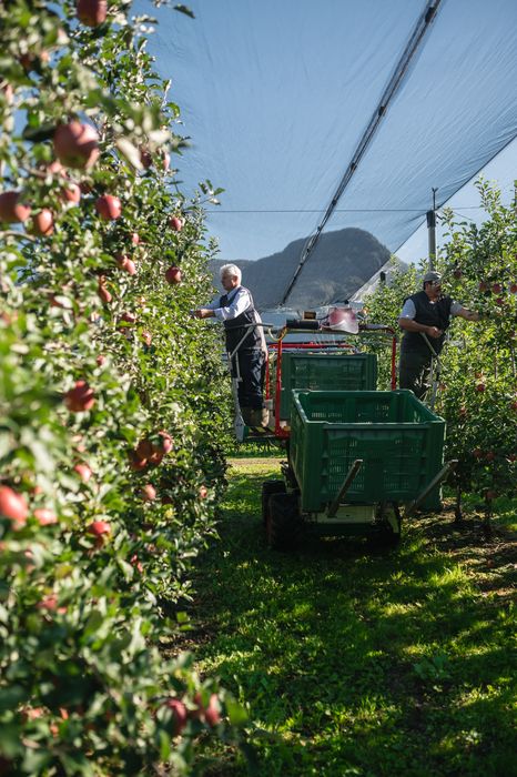 Zwei Arbeiter pflücken Äpfel in einem Obstgarten unter schattierendem Netz, umgeben von Apfelbäumen und grüner Wiese.