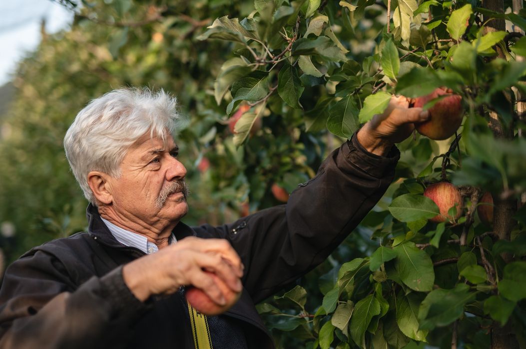 Älterer Mann pflückt Äpfel von einem Baum im Obstgarten