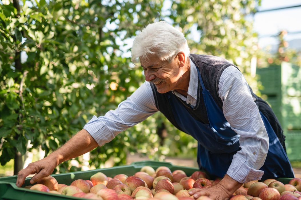 Älterer Mann mit grauen Haaren und blauer Schürze sammelt Äpfel in einer Obstplantage.