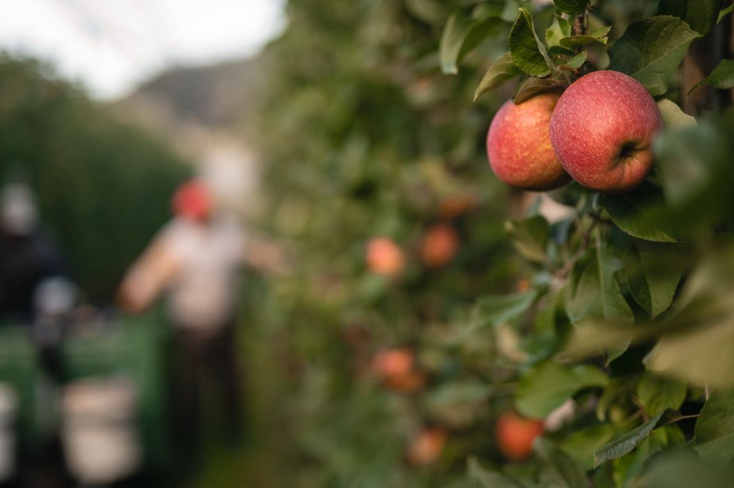 Rote Äpfel hängen an einem Baumzweig in einem Obstgarten, im Hintergrund unscharf zwei Personen bei der Apfelernte.