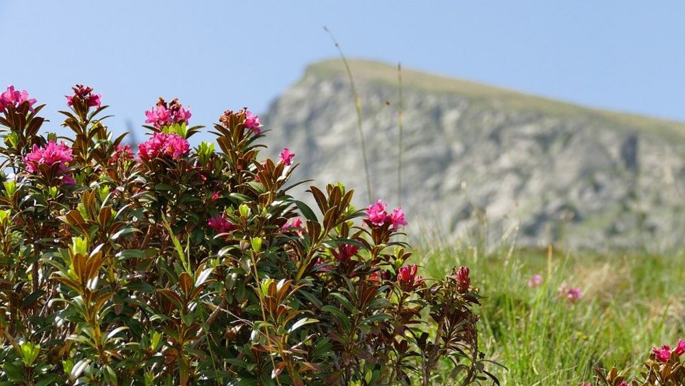 alpine rose weeks