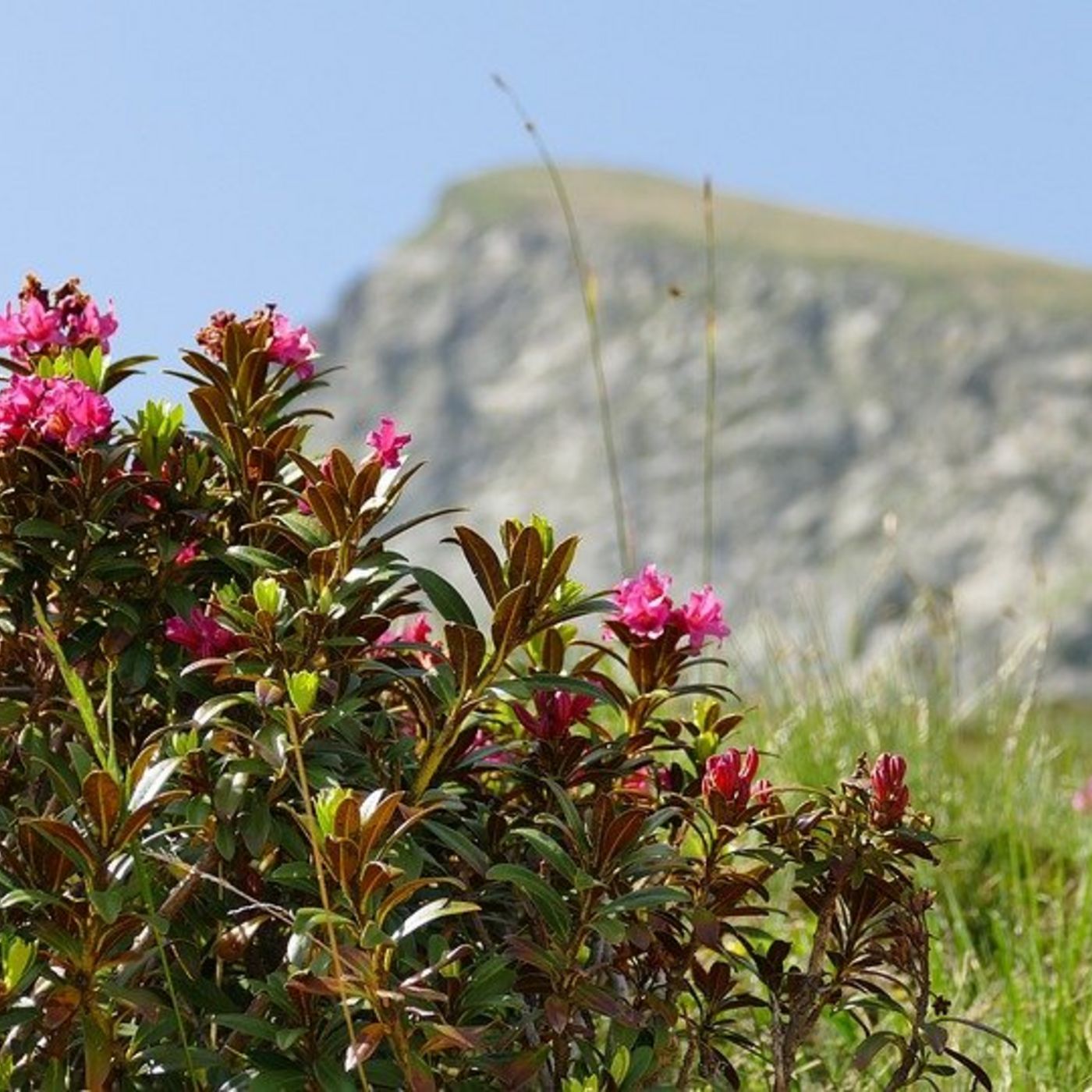 Alpenrosenwochen